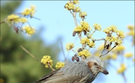 [포토]직박구리의 봄 만찬