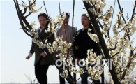 [포토]매화향기 그윽한 함평천으로 오세요