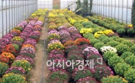 영광군,국화재배 교육생 모집기간 연장