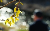[포토]봄햇살에 노란 개나리
