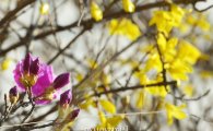 완연한 봄기운… 개나리·진달래·벚꽃, 전국 ‘봄꽃 개화시기’는?