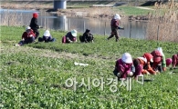 [포토]함평군 제17회 나비축제 손님맞이 유채 식재 한창