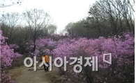 서울 시내 '봄꽃길' 150선 대공개