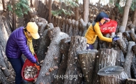 [포토]장흥군 표고버섯 수확 한창
