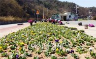 영광군 주요 관광지 새봄맞이 꽃단장