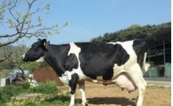 사상 최고 '슈퍼카우' 탄생…"부산 초등생에 우유 1ℓ씩 공급"