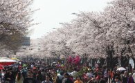 제11회 영등포 여의도 봄꽃축제  4월10일 팡파르