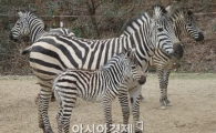 우치동물원, 연이은 출산 소식 ‘경사났네’