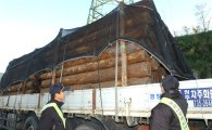 산림청-경찰청, 전국 대상 ‘소나무류 이동 합동단속’