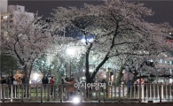 [포토]밤 벚꽃 즐기는 시민들