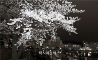 [포토]밤에 더욱더 빛나는 벚꽃