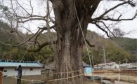 화순군, 500년 된 은행나무 유전자 보존한다