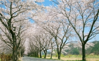 “환상적 벚꽃터널, 보성 대원사로 오세요”