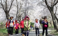 [포토]광주시 동구, 벚꽃 핀 너릿재 명품숲길 걸어요