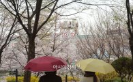 [포토]빨간 우산, 노란 우산 그리고 벚꽃 