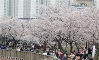 [포토]도심속에서 벚꽃축제즐기는 시민들