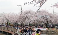 [포토]운천저수지 벚꽃인파 북적