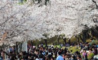 석촌호수 벚꽃축제 팡파르 