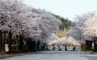 목포대, ‘제11회 벚꽃축제’ 7~8일 개최