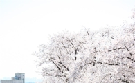 경기도의회 '벚꽃축제'기간 名士 애장품 판매한다