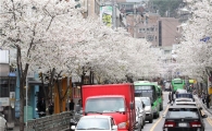 [포토]동작구 노량진 만양로 일대 벚꽃 터널 이뤄  