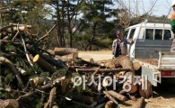 순천시, 조경·산림 부산물이 유용한 ‘우드칩’으로 ...
