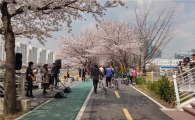 금천구, 벚꽃 만개한 안양천에서 런치콘서트 열어 