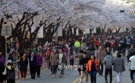여의도 봄꽃축제 개막…이번 주말 '따뜻', "나들이 가자" 