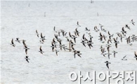 순천만에서 도요물떼새 만나보세요