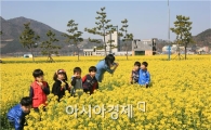 “영광군 법성포 뉴타운 유채꽃밭으로 놀러오세요”