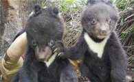 멸종위기 지리산반달곰 새끼 5마리 출산