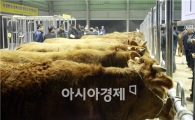 곡성한우경매시장, 전남동부권 가축시장 중심지로 떠올라