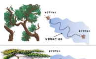 소나무재선충병, 친환경방제법으로 잡는다