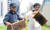 대전시내에 ‘도심 속 양봉장’…시청옥상 등 7곳