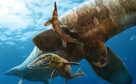 [오아시스]바다 도마뱀…물속에서 새끼 직접 낳았다