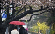 [포토]'벚꽃 데이트'