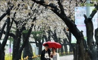 [포토]벚꽃 데이트