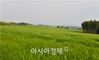 고창 청보리밭 축제 오는 18일 개막 