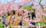 전라도 화순은 '복사꽃 천지'