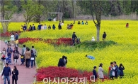[포토]샛노란 유채꽃 인파 