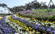 [포토]함평나비축제  화려하게 수놓은 팬지