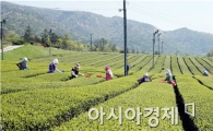 [포토]녹차수확하는 아낙네들