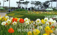 [포토]화사하게 핀 함평나비축제장의 양귀비꽃