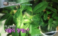 그라비올라, 항암효과 탁월…올바른 섭취법은?