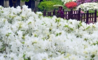 [포토]비 내리는 서울....우산을 쓴 시민들