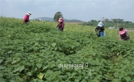 영광군, 모싯잎송편 원료 품질고급화 적극 추진