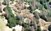 [오아시스]가뭄으로 죽어가는 나무들