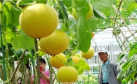 [포토]함평나비축제장에서 익어가는 멜론