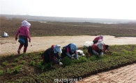 나주 영산강 물억새길 대대적 경관조성