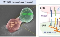바이러스 감염 세포 죽이는 'T 임파구' 규명 